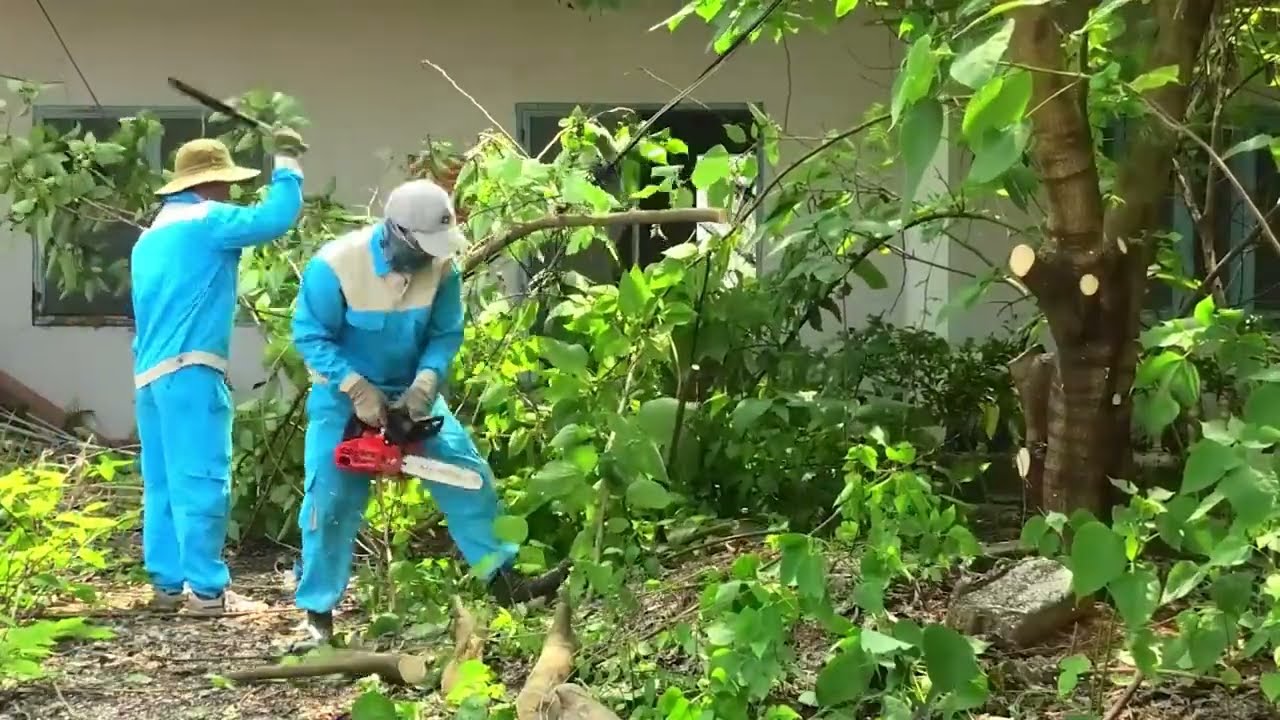 Brave hunter uses chainsaw to confront giant yellow-banded python | Clean up scary abandoned house