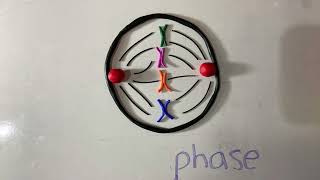 Mitosis Claymation