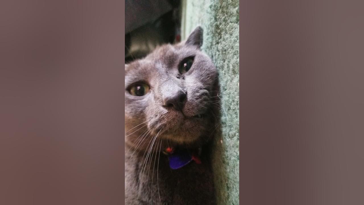 my cat sing flood by chewie catt YouTube