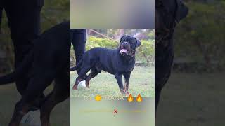 Mr 👉 RANA 🔥🔥 CH CRISPY TIMIT-TOR ❌ HEAN VONAANJA  MYSORE ROTTWEILERS