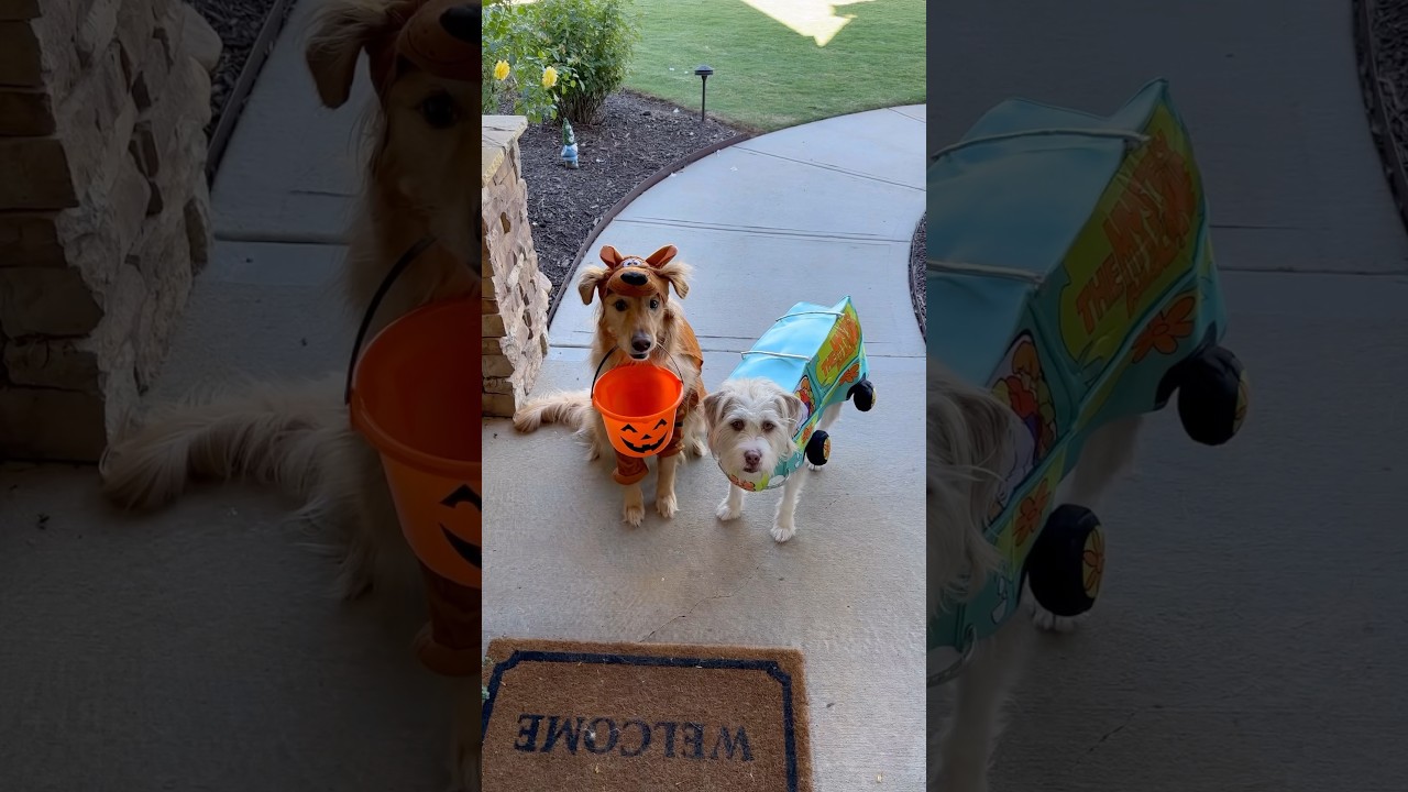 My dogs tried to trick me!