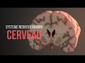 Ref:hGLa6NLtNeM Comment fonctionne le cerveau (syst�me nerveux humain) (animation)
