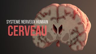 Système nerveux humain - Cerveau (animation)