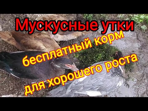 Кормление мускусных уток в домашних условиях