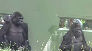 シャバーニ家族 315 Shabani family gorilla