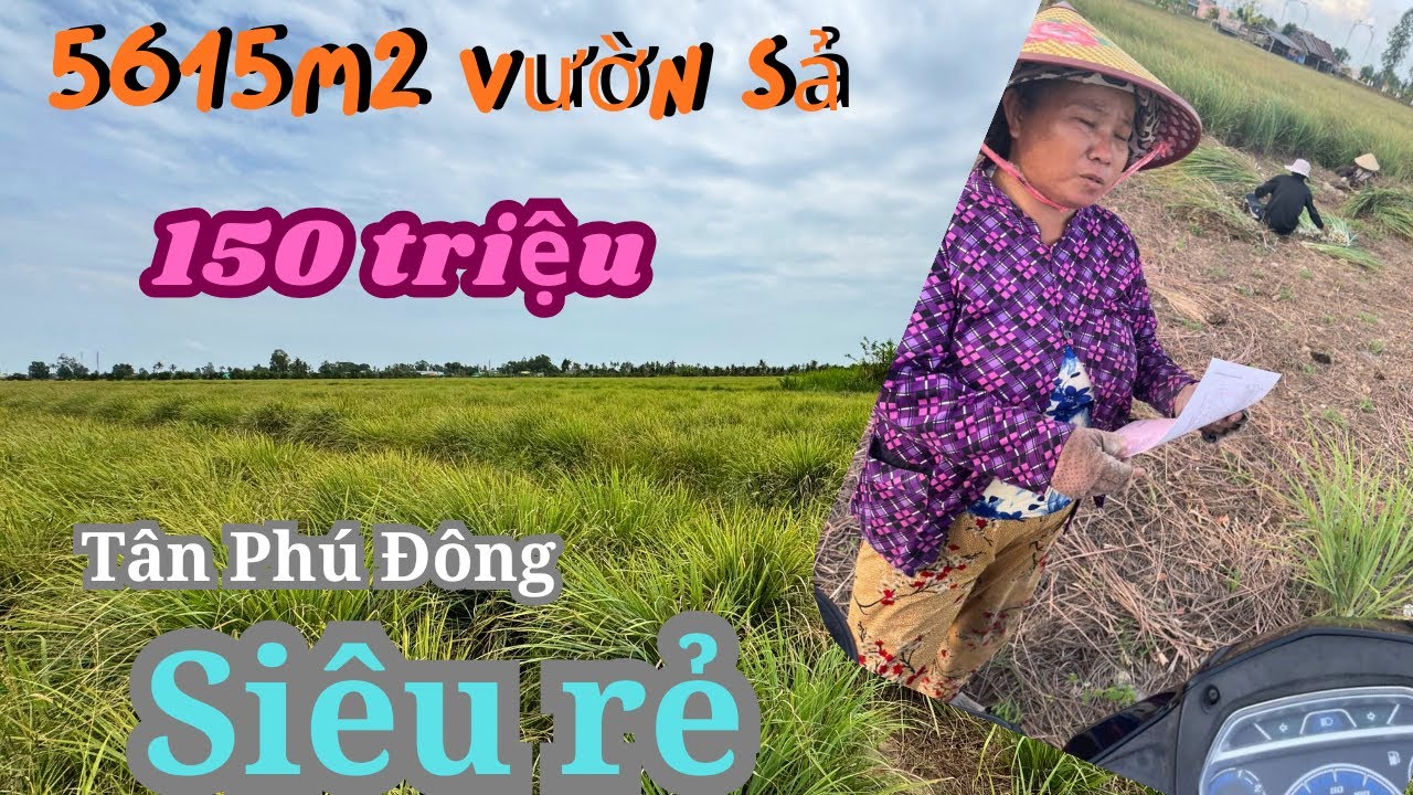 MS1982: 150 triệu, 5615m2 vườn sả Tân Phú Đông 