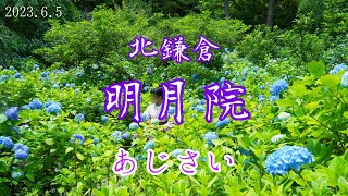 北鎌倉 明月院｜あじさいが見頃です！ 2023.06.05(月)