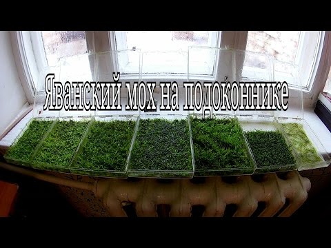 Яванский мох выращивание на подоконнике / Java moss growing on a windowsill