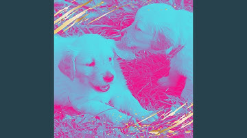 Alluring Backdrops for Calming Puppies