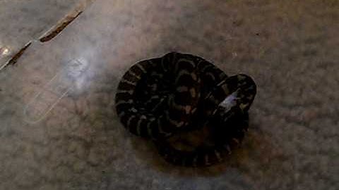 Milton the coastal carpet python feeding video