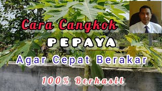 Cara Mencangkok Pohon Pepaya Agar Cepat Berakar