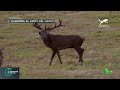 La berrea, el espectáculo del otoño: los ciervos 'cantan' y se enzarzan para cortejar a las hembras