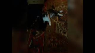 Кошка Машка ползает на передних лапах) Кошка Машка ползает на передних лапах)