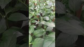 pertumbuhan cabe di fase generatip usia 70 hari