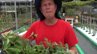 Propagación Vegetativa