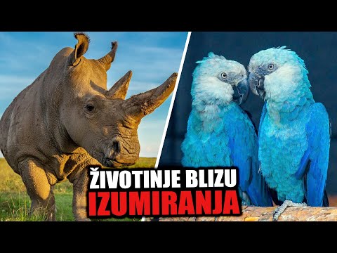 Video: 10 životinja Koje Bi Mogle Nestati U Bliskoj Budućnosti