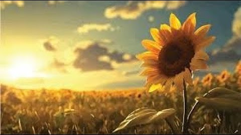 Plants, Humans, Health and The Sun