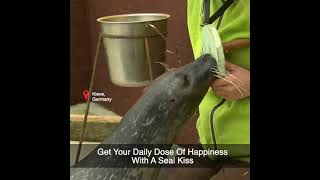 Get Your Daily Dose Of Happiness With A Seal Kiss! #shorts
