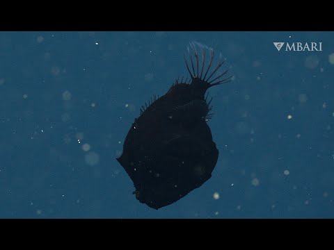 Fresh from the Deep: Ocean scientists film elusive dreamer anglerfish in 4K