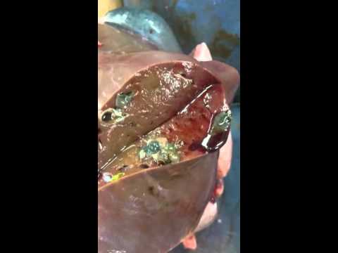 Video: Cryptische Tussenliggende Slakgastheer Van De Leverbot Fasciola Hepatica In Afrika