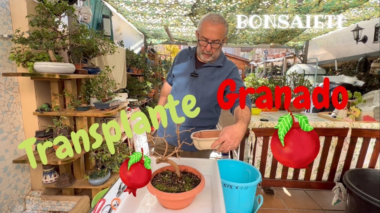 📌  Transplante bonsai Granado