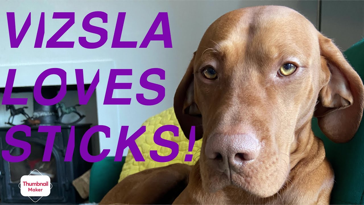 FORREST THE VIZSLA, why do dogs love sticks?. YouTube