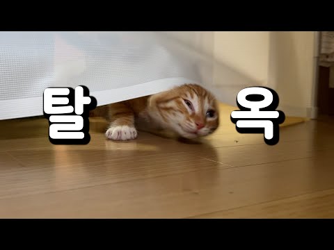 춘봉첨지 비상 걸리다🚨