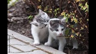 Funny Cats and Cute  Kittens Playing  Compilation for laugh ! screenshot 5