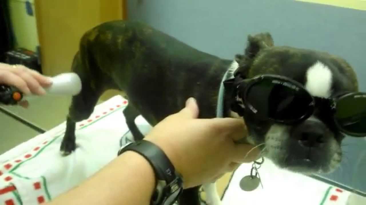 cold-laser-therapy-for-canine-knee-pain-youtube