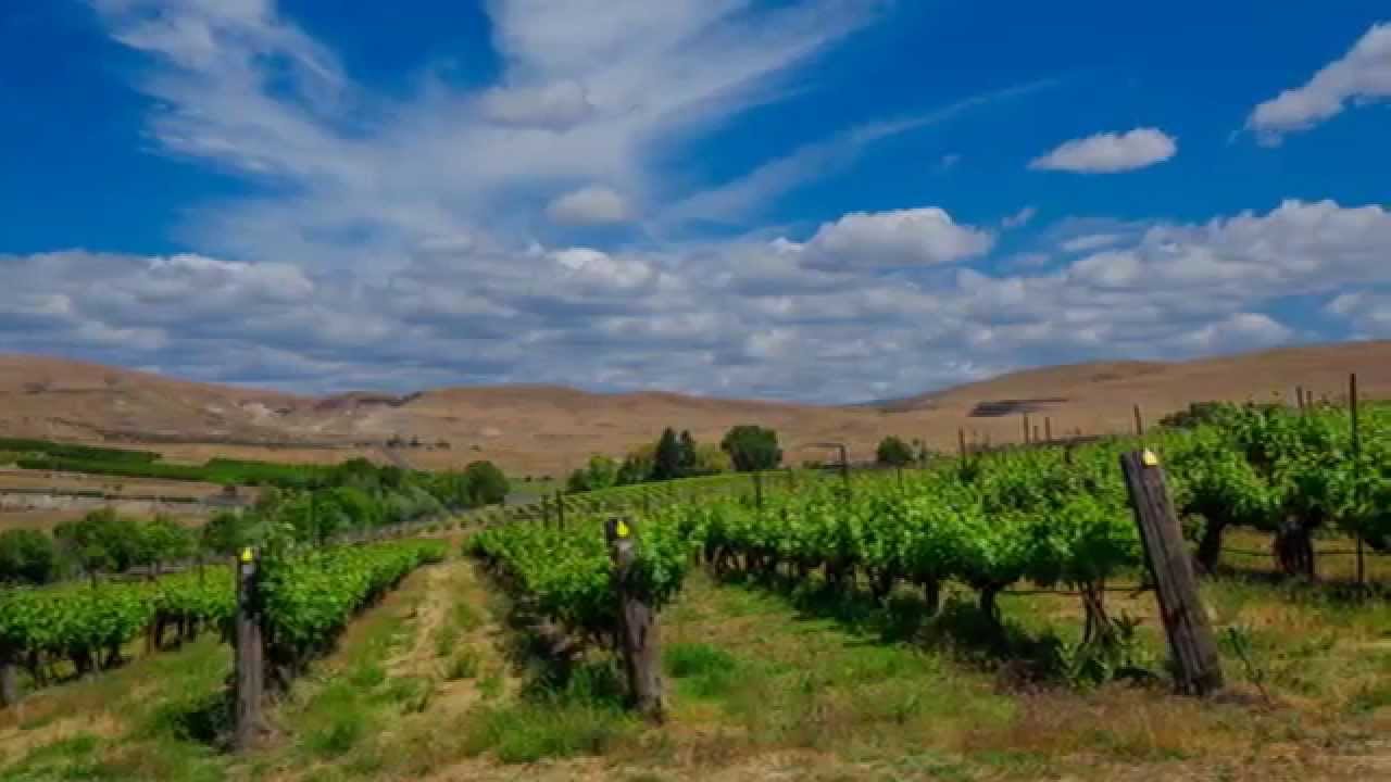 Yakima Valley Vineyards YouTube