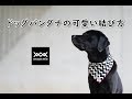 ドッグバンダナの可愛い結び方