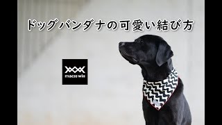 ドッグバンダナの可愛い結び方 ドッグバンダナの可愛い結び方