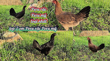 Top 7 mái Peru rặc Peru mỹ (29/11) Quý Dậu Gò Công TG