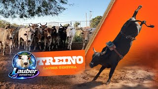 Treino De Rodeio Completo Em Touros - Lauber Genética