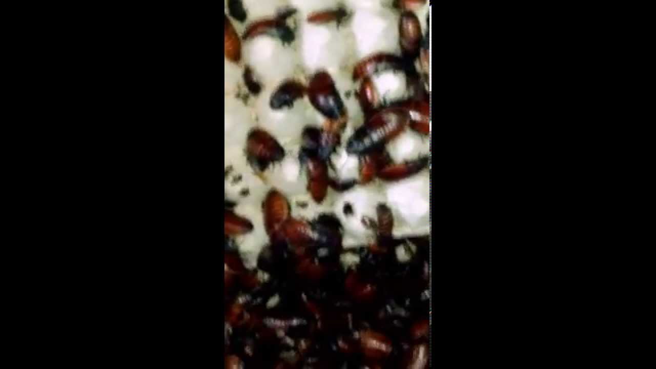 roach killer Cheapest Hissers you will EVER BUY!