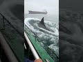Giant Sea Monster Spotted 😳