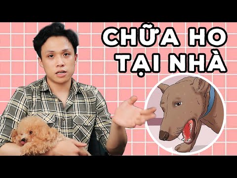 Video: Cách Chữa Khàn Giọng Cho Chó
