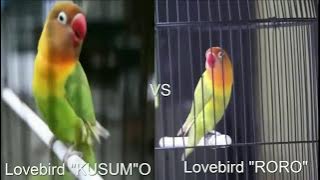 PERTARUNGAN TERBARU 2017 - LOVEBIRD KUSUMO VS RORO VS AWE WE