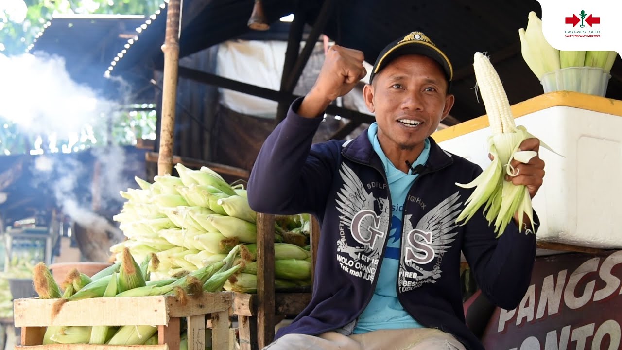 Untung Maksimal Tanam Jagung Pulut - Kisah Sukses KUMALA F1