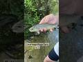 Un poisson magnifique   leurre pche pecheauleurre riviere truite fario fishing fish