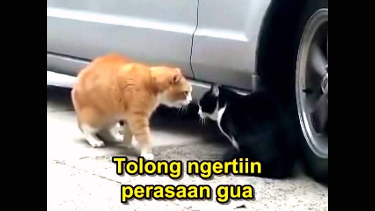 Dialog Dua Kucing Lucu YouTube