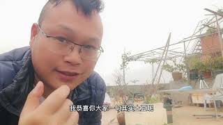 花盆种“土豆”，牢记这3点，一盆就结10几斤，太高产了