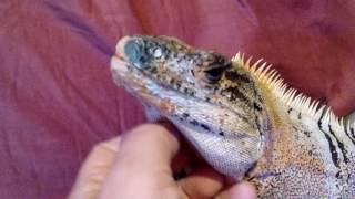 видео Ctenosaura similis