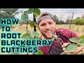 How to Propagate Blackberries From Cuttings