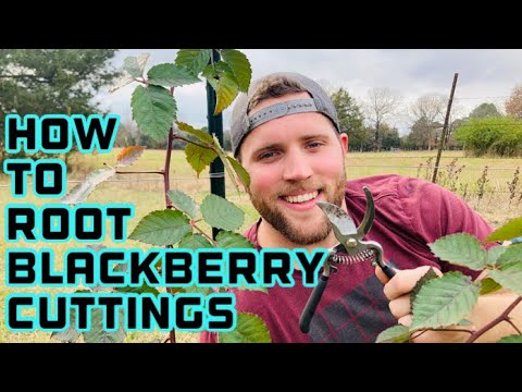 Video: Blackberry-vermeerdering: bramen kweken uit stekken