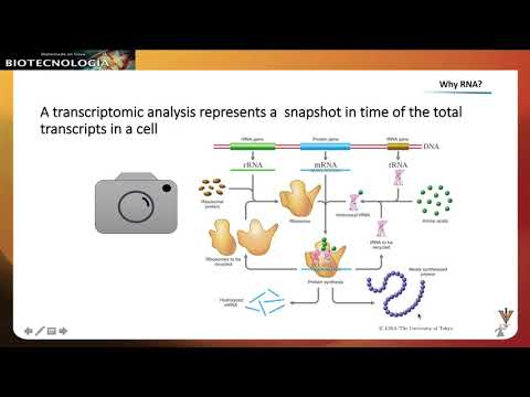 Vídeo: Estudio RNAseq De Todo El Genoma De Los Mecanismos Moleculares Que Subyacen A La Activación De La Microglía En Respuesta A La Perturbación Tau Patológica En El Modelo Animal Transg