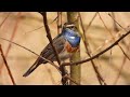 blauwborst