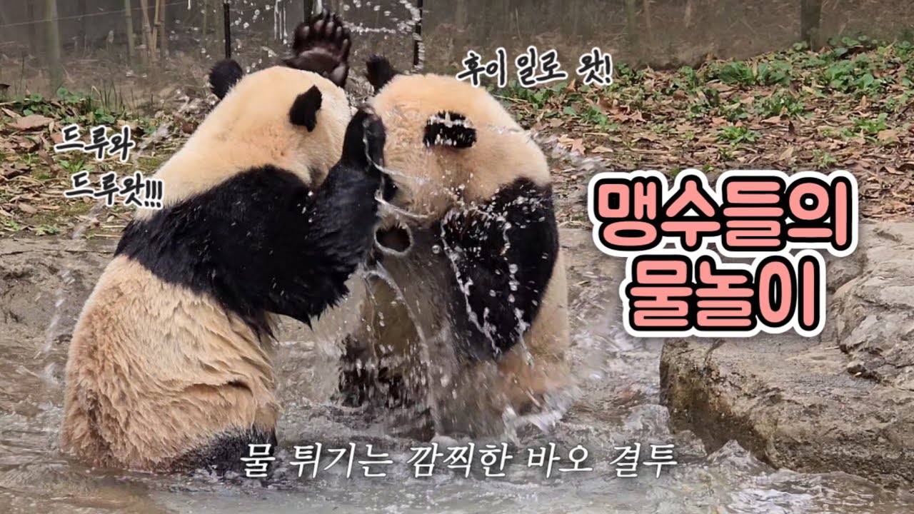 [🐼] ep.47 물 튀기는 바오 결투의 승자는?✌️ | 볼수록 재미있는 루이후이의 물놀이🌊