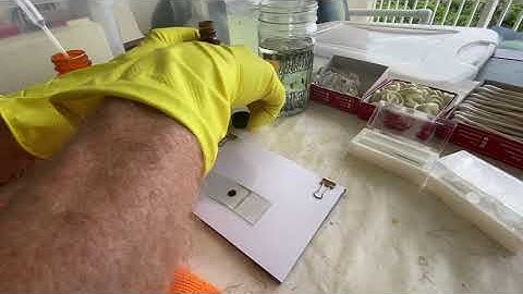 Video 4 of 4. Proper Techniques for Permanent Slide Making of Whole Mount Insects