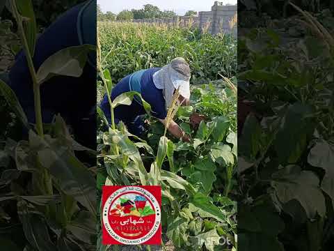 مزرعه ی برای کاشت گوجه فرنگی بادمجان بامیه لوبیا فلفل و انواع میوجات شهابی